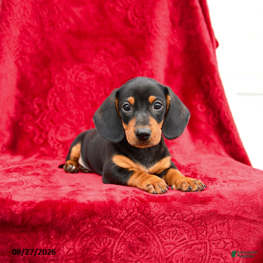 Miniature Dachshund dogs Stormy - Ad 2