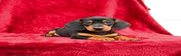 Miniature Dachshund dogs for sale: Stormy - Ad 2