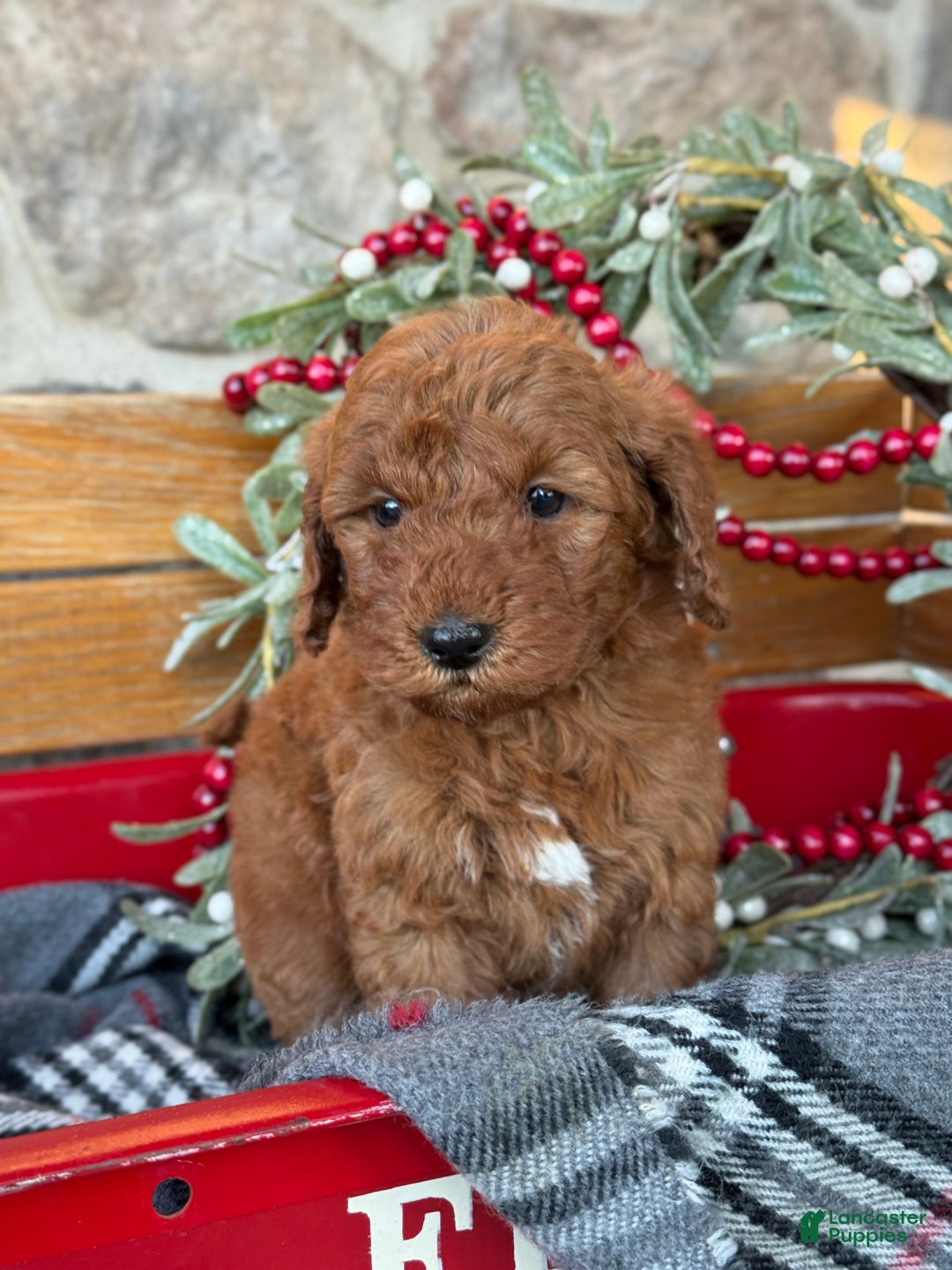 Mini Goldendoodle dogs for sale: Ivy - Ad 6