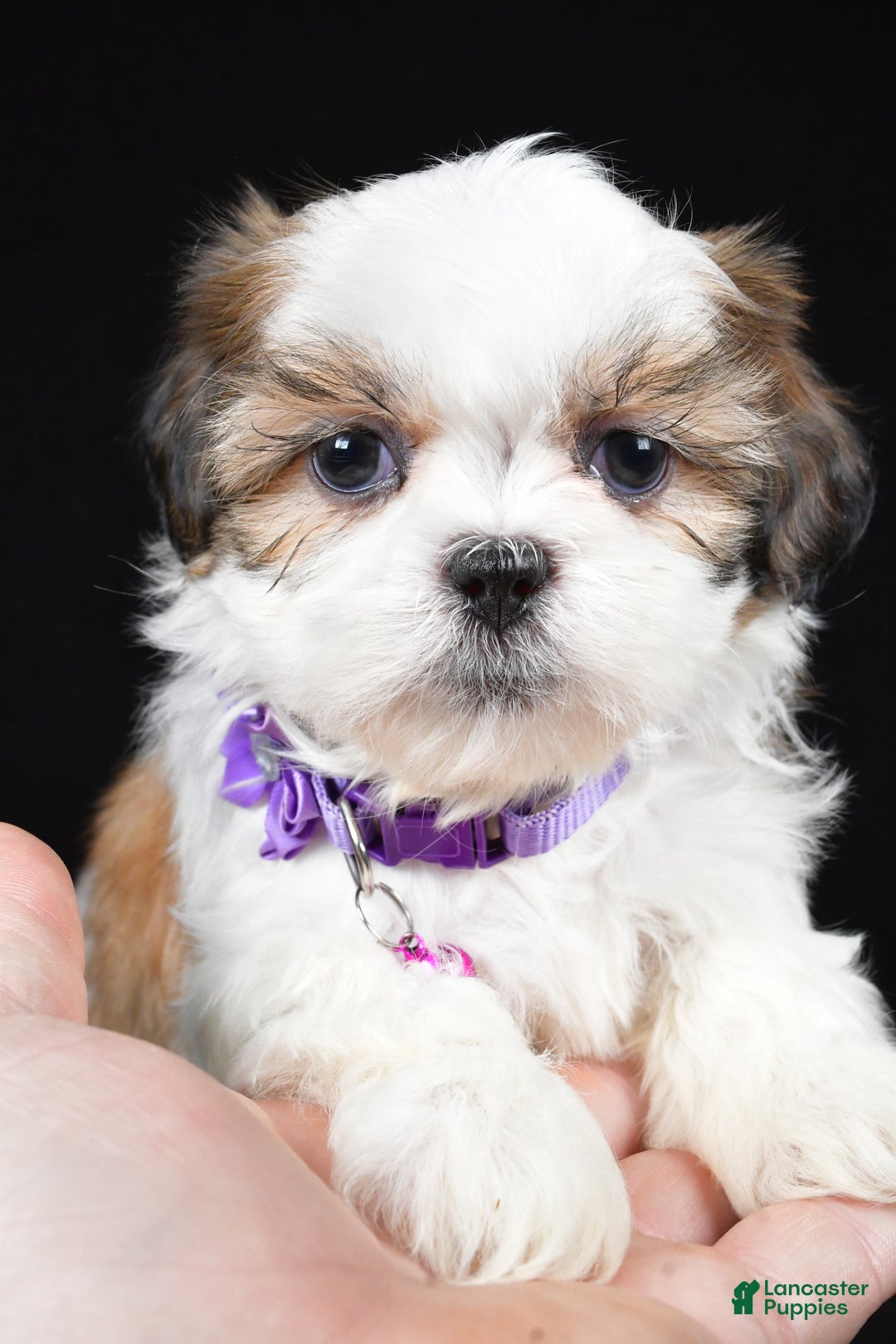 Shih Tzu dogs for sale: Hazel - Ad 6