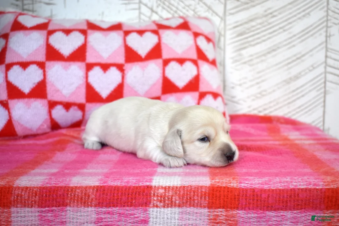 Miniature Dachshund dogs for sale: Sugar - Ad 4