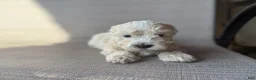 Maltipoo dogs for sale: Goldie - Ad 8