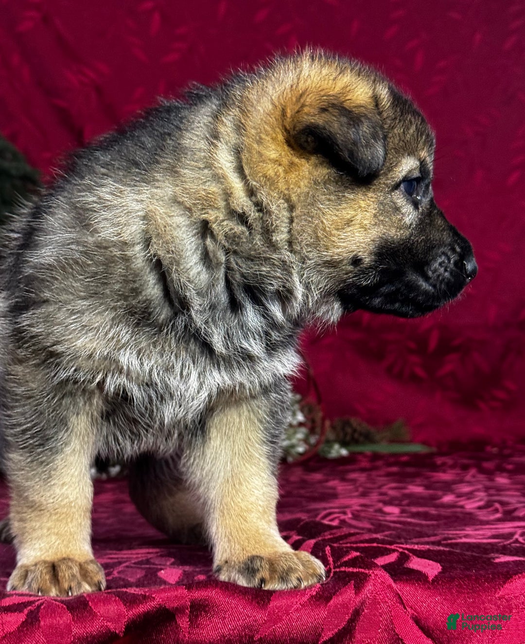 German Shepherd dogs for sale: Oakley - Ad 9