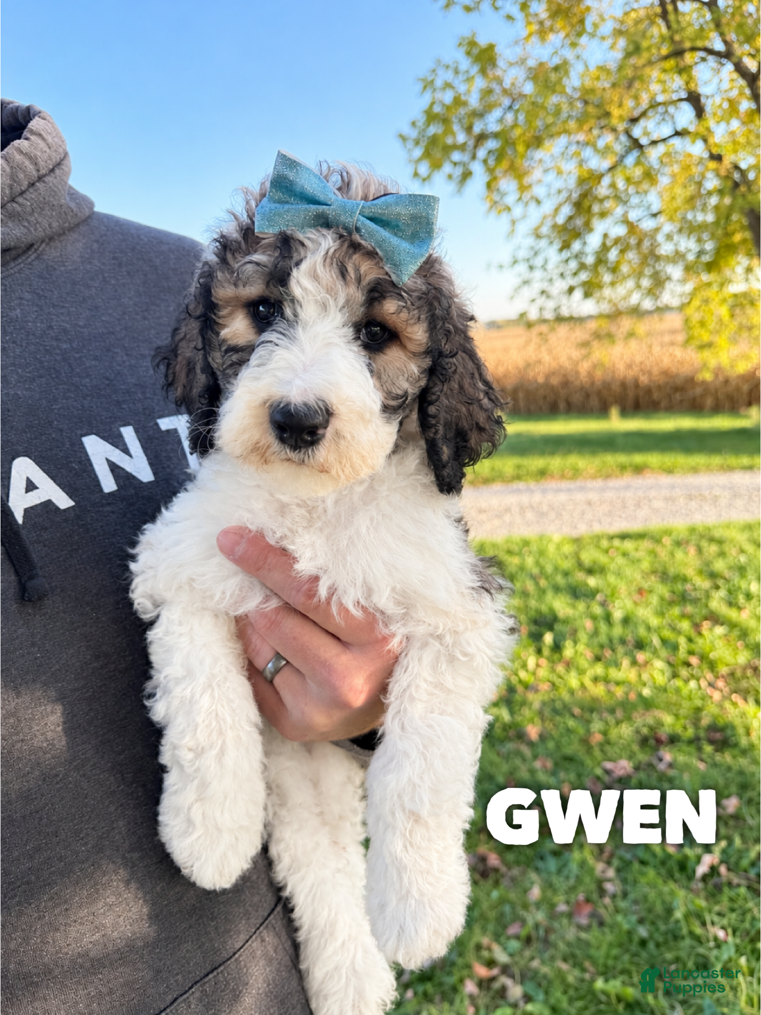 Saint Berdoodles dogs for sale: Gwen - standard f1b - Ad 4