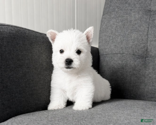 West Highland Terrier dogs Isabella - Ad 1