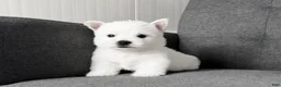 West Highland Terrier dogs for sale: Isabella - Ad 1