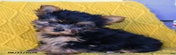 Yorkshire Terrier dogs for sale: Little Girl - Ad 4