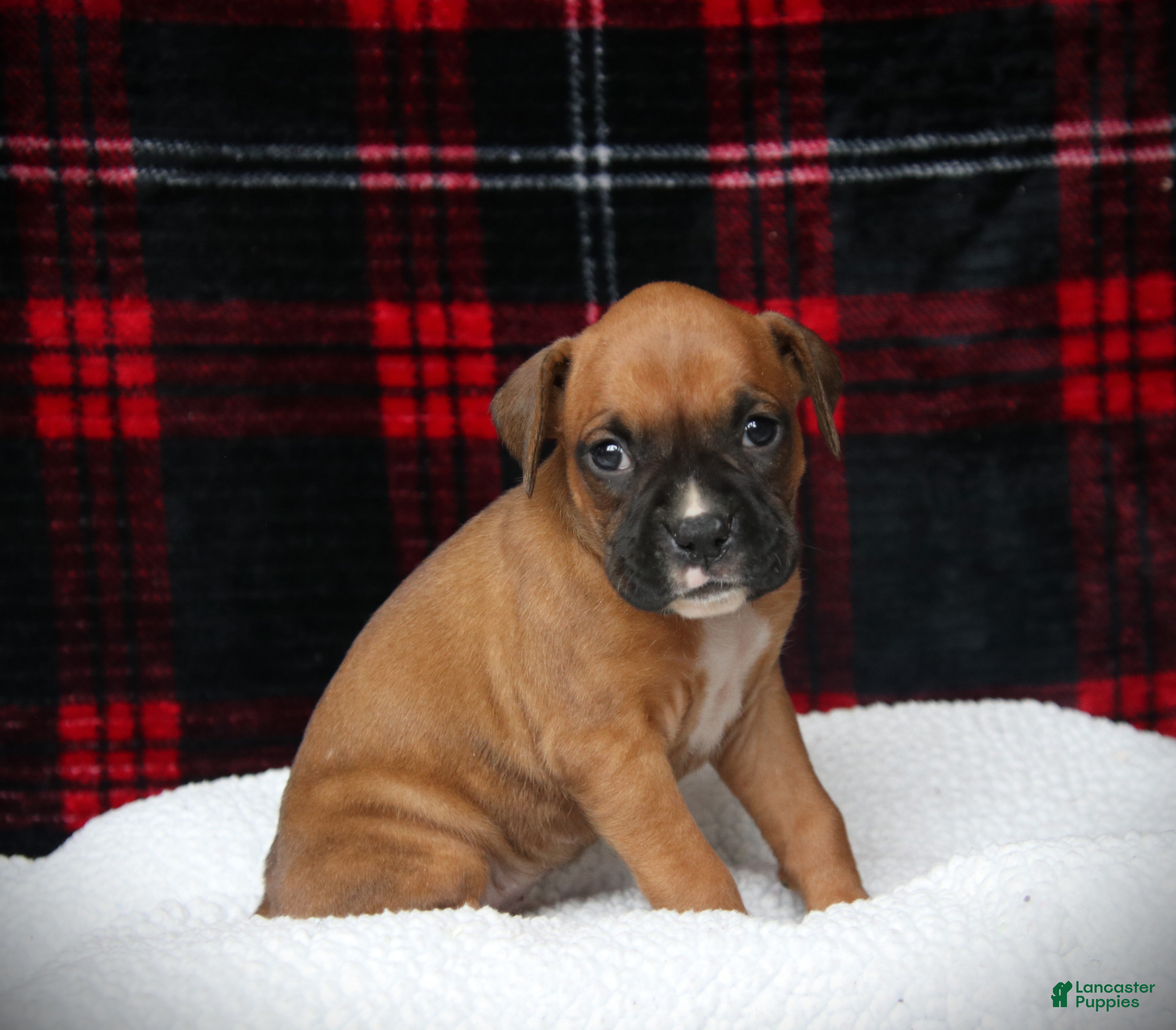 Boxer dogs Lexi - Ad 2