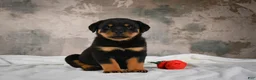 Rottweiler dogs for sale:  Hazel 🐾 - Ad 7