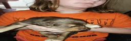 Australian Shepherd dogs for sale: Cherry - Ad 22