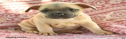 French Bulldog dogs for sale: Martha - Ad 4