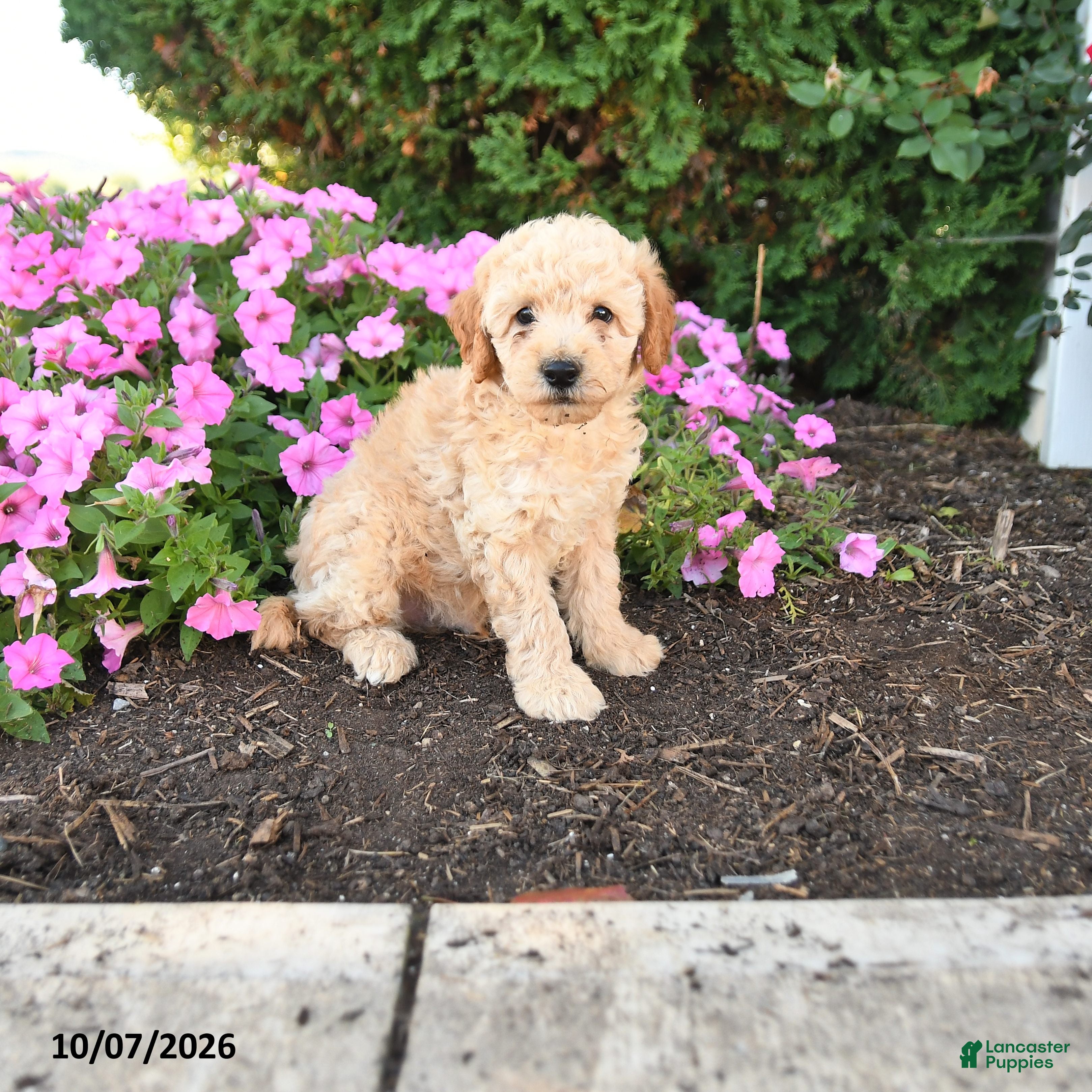 Mini Goldendoodle dogs Pluto - Ad 1