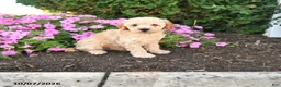 Mini Goldendoodle dogs for sale: Pluto - Ad 1