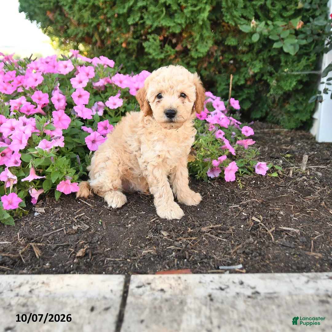 Mini Goldendoodle dogs for sale: Pluto - Ad 1