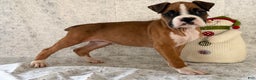 Boxer dogs for sale: Shelby - Ad 2