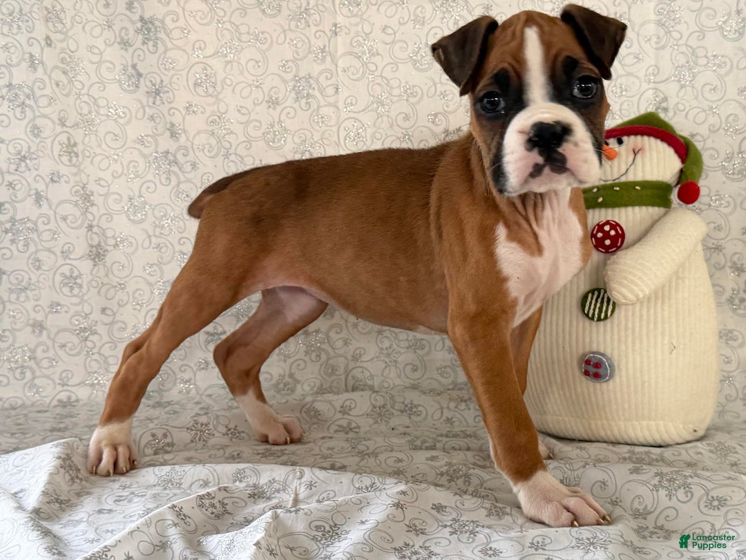 Boxer dogs for sale: Shelby - Ad 2
