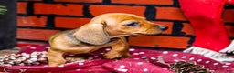 Miniature Dachshund dogs for sale: Willow - Ad 8