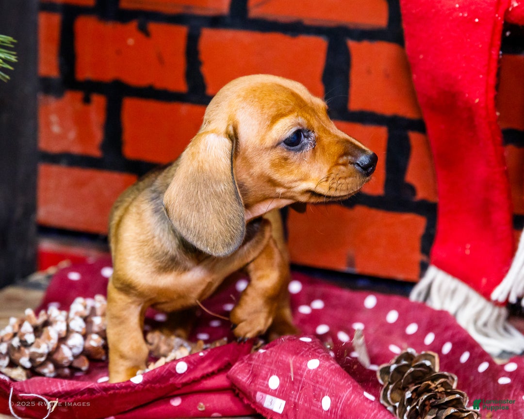 Miniature Dachshund dogs for sale: Willow - Ad 8