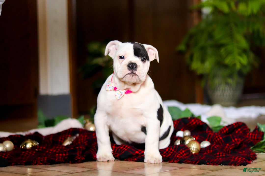 English Bulldog dogs for sale: Lacey - Ad 1