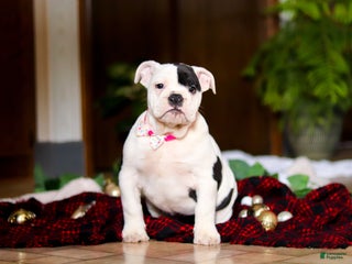 English Bulldog dogs Lacey - Ad 3