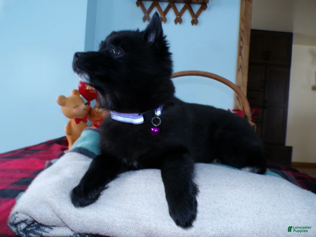 Alaskan Klee Kai dogs for sale: Alaskan Klee Kai Puppy 4 Bernice - Ad 2