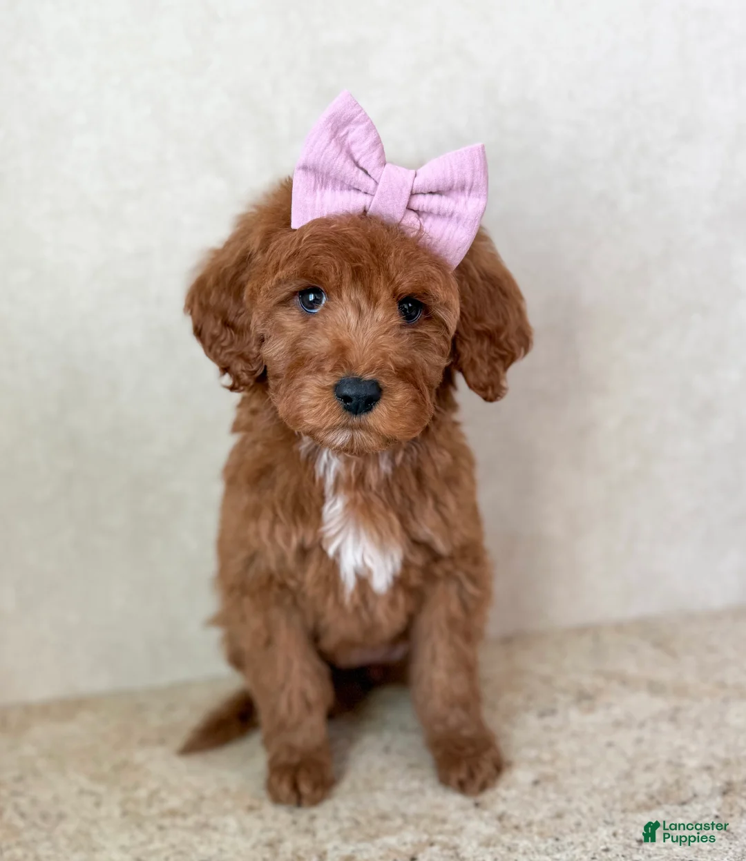Goldendoodle dogs for sale: carol - Ad 2