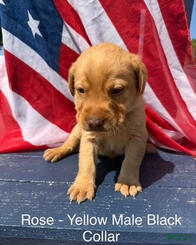 Labrador Retriever dogs Labrador Retriever Male 1 - Ad 23