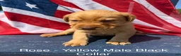 Labrador Retriever dogs for sale: Labrador Retriever Male 1 - Ad 1