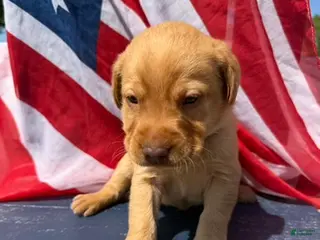 Labrador Retriever dogs Labrador Retriever Male 1 - Ad 23