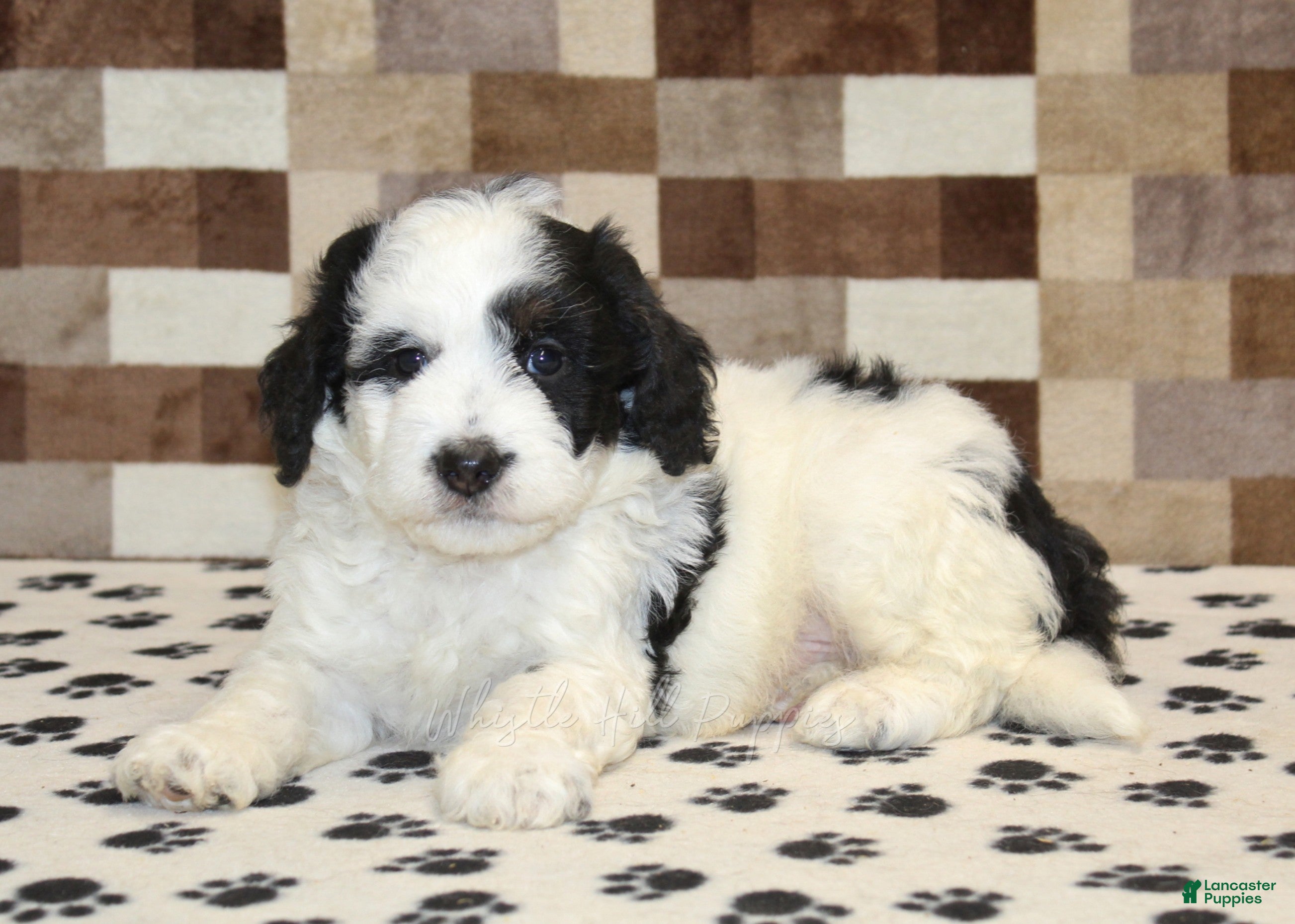 Mini Bernedoodle dogs Kirby - Ad 2