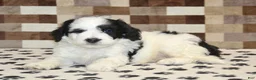 Mini Bernedoodle dogs for sale: Kirby - Ad 2