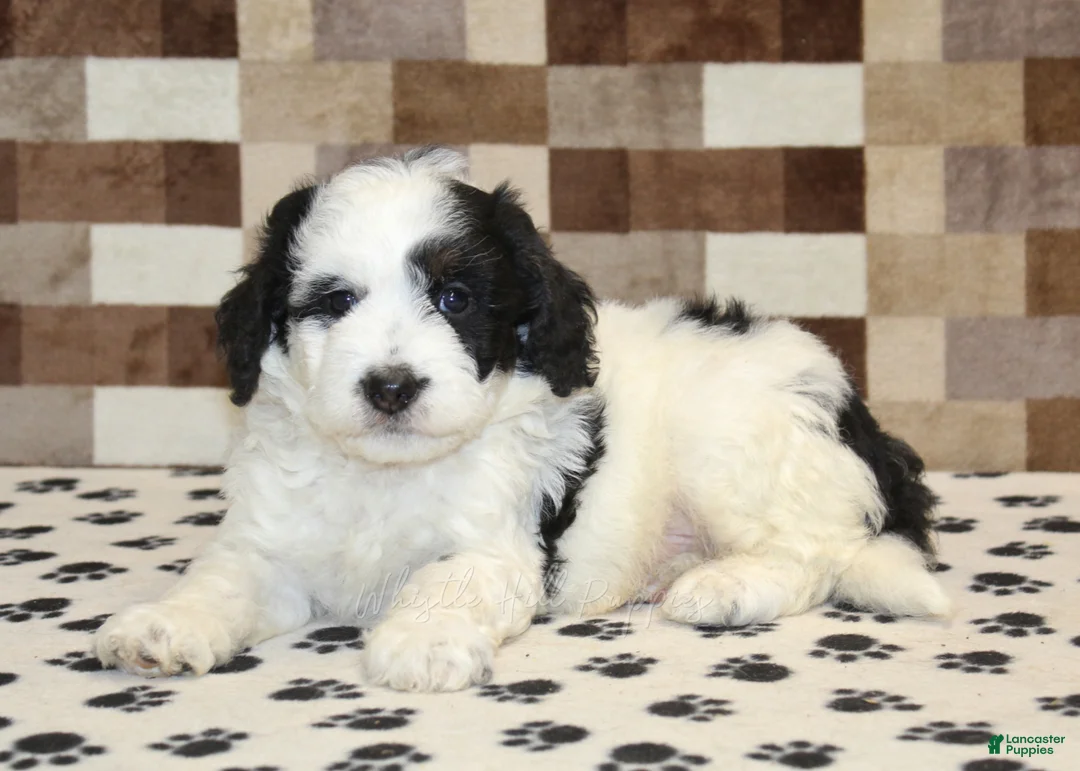Mini Bernedoodle dogs for sale: Kirby - Ad 2