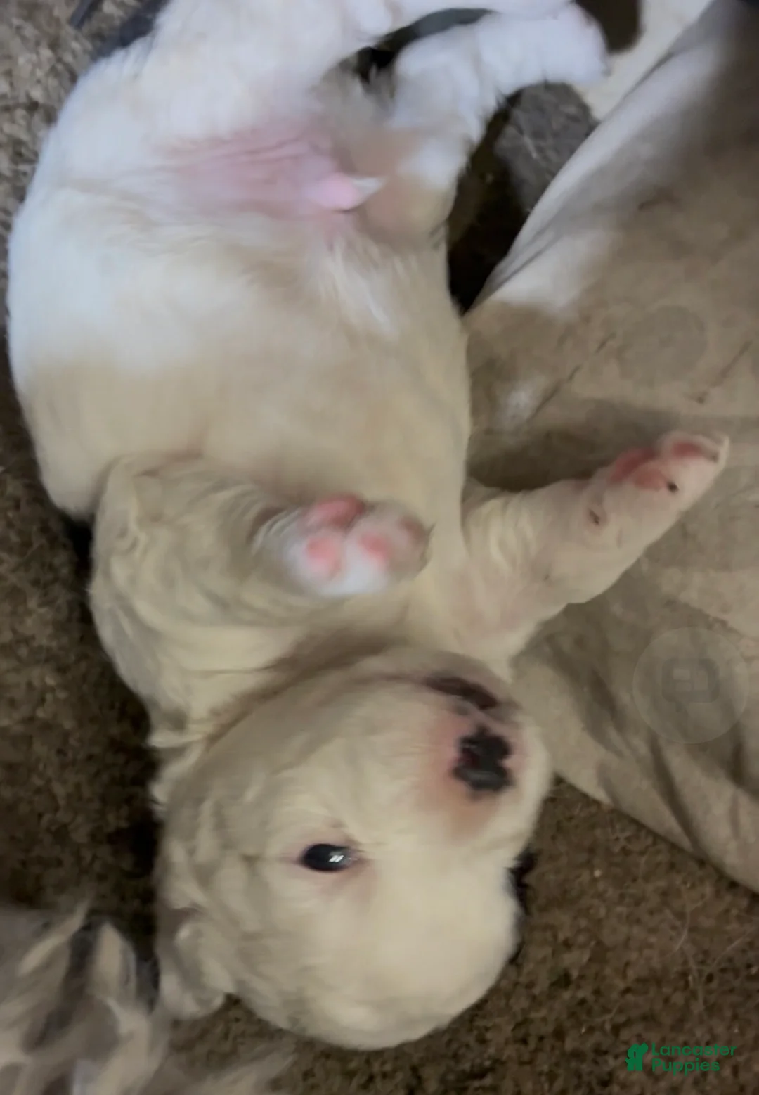 Havapoo dogs for sale:  Puppy 3 - Ad 2