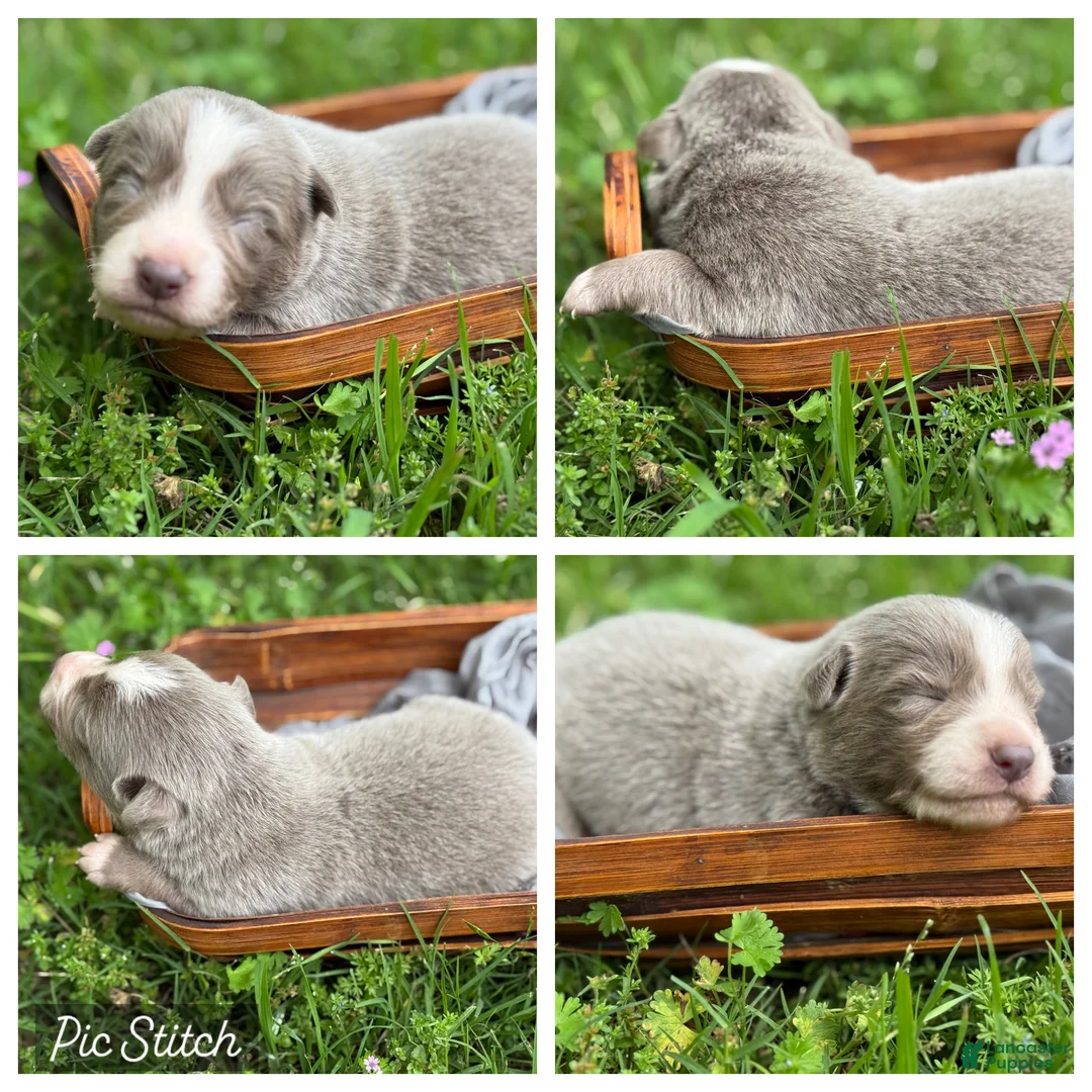 Border Collie dogs for sale: Lilac short hair - Ad 1