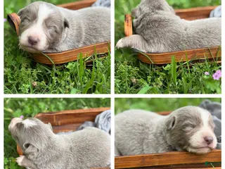 Border Collie dogs Lilac short hair - Ad 6