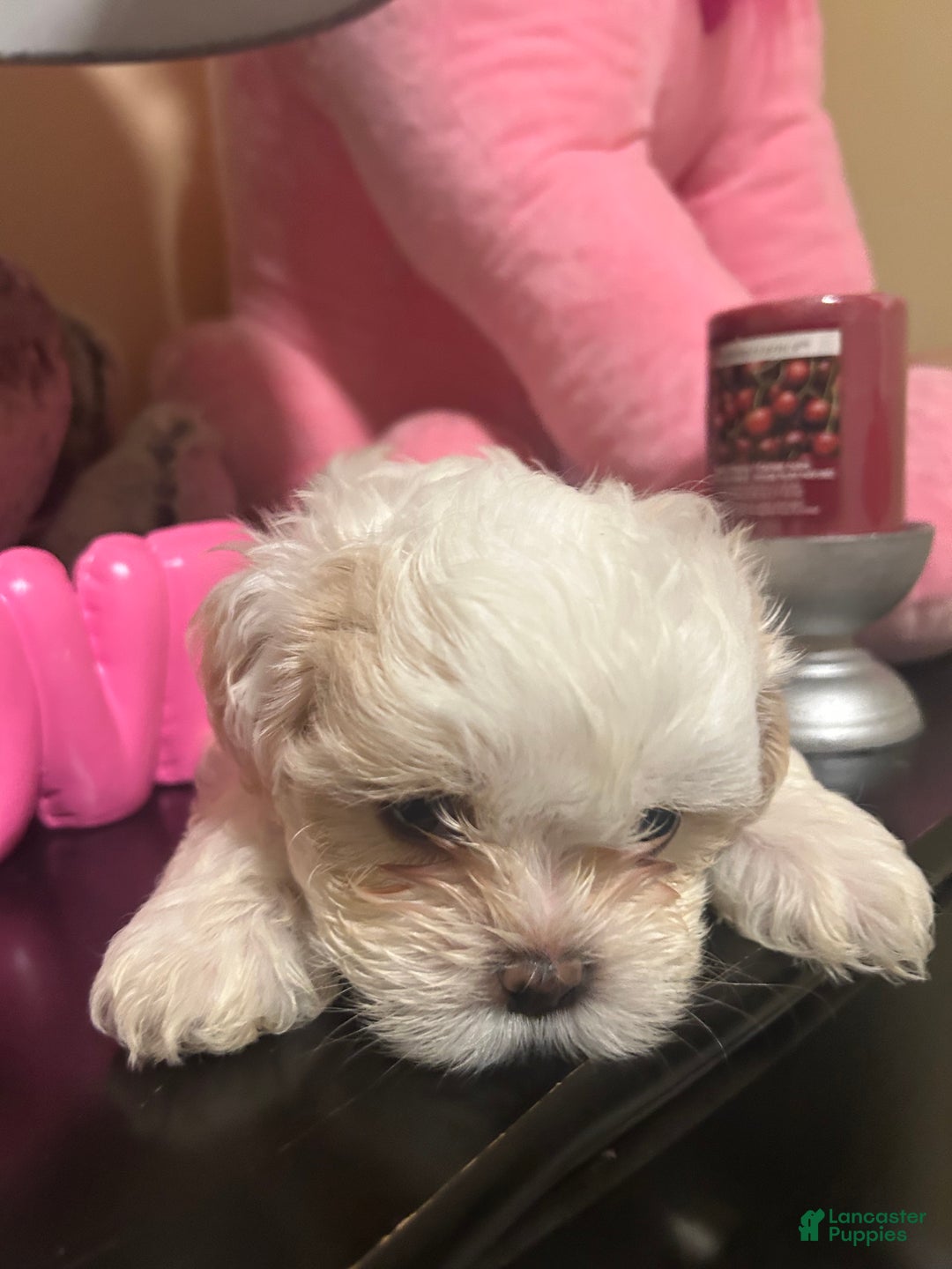 Shih Tzu dogs for sale: Shih Tzu Puppy 2 - Ad 4