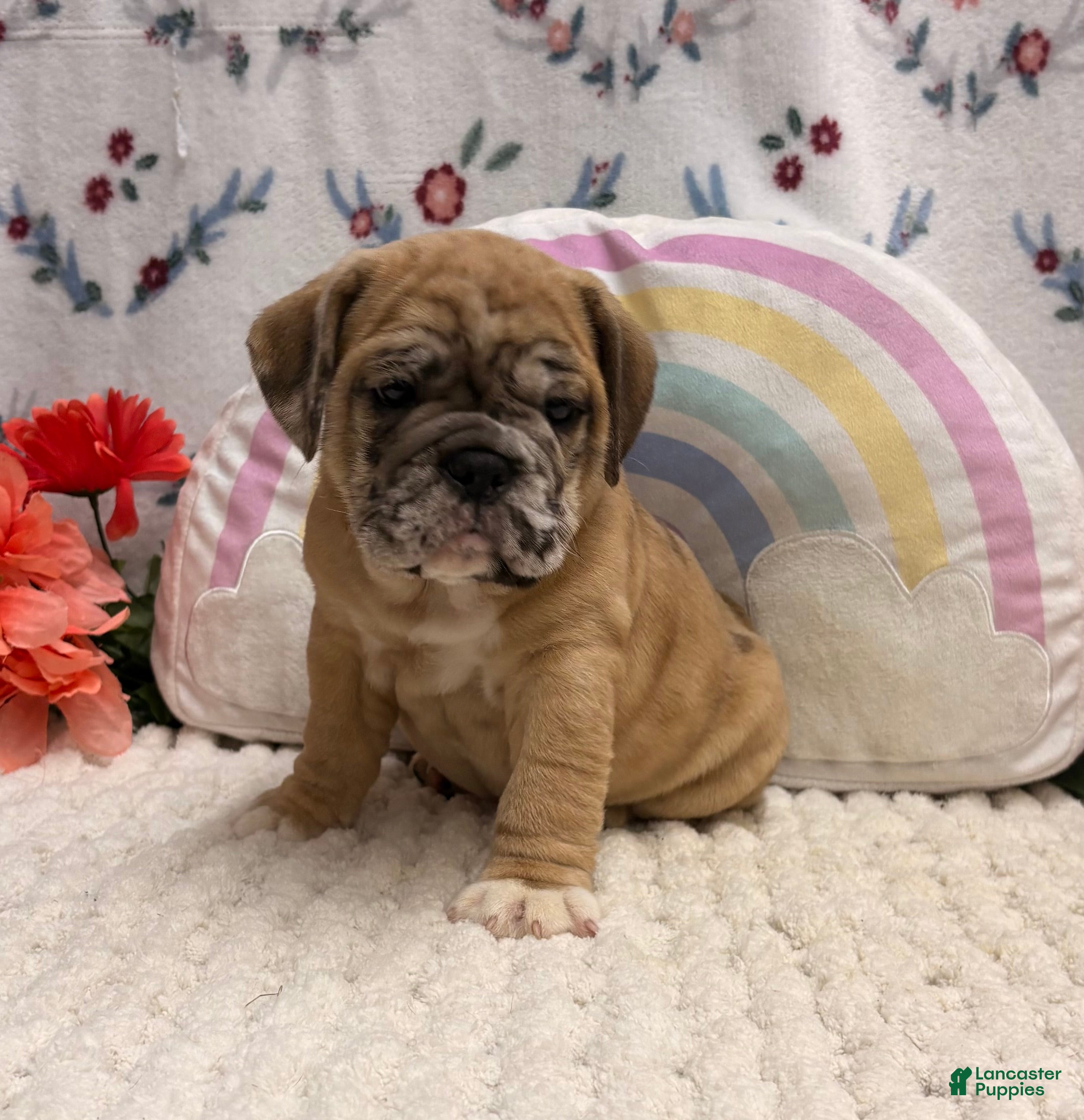 English Bulldog dogs Molly - Ad 1
