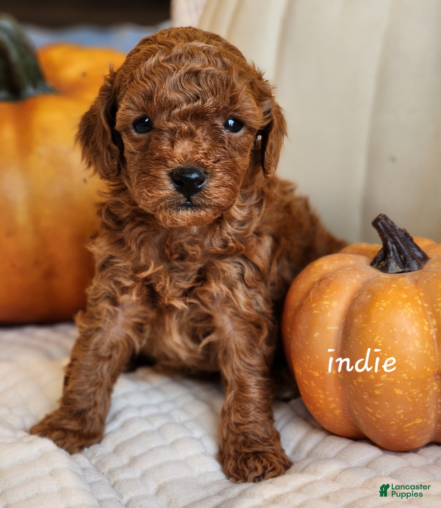 Cavapoo dogs Indie - Ad 2