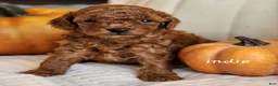 Cavapoo dogs for sale: Indie - Ad 2