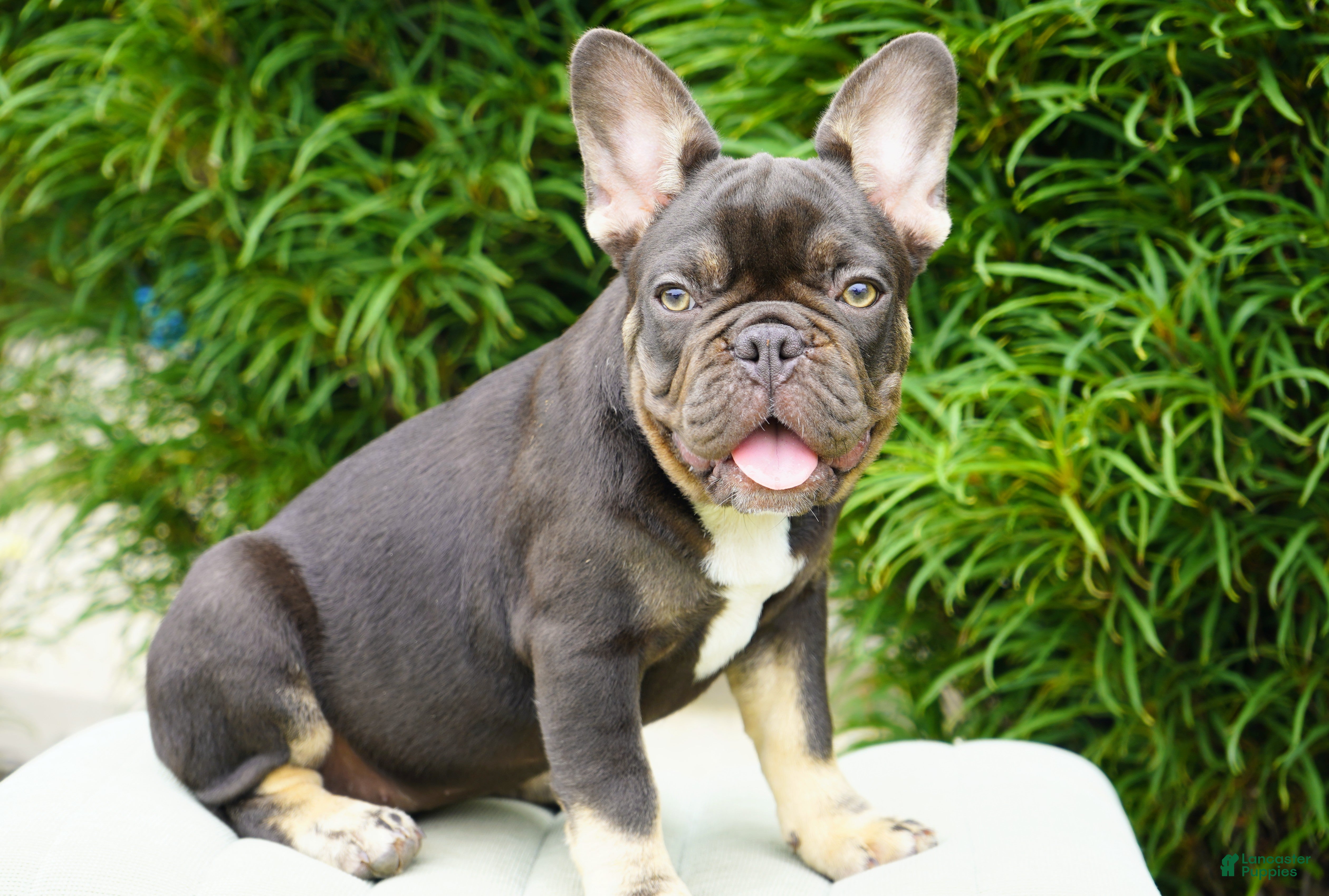 French Bulldog dogs Truffle - Ad 1
