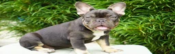 French Bulldog dogs for sale: Truffle - Ad 1