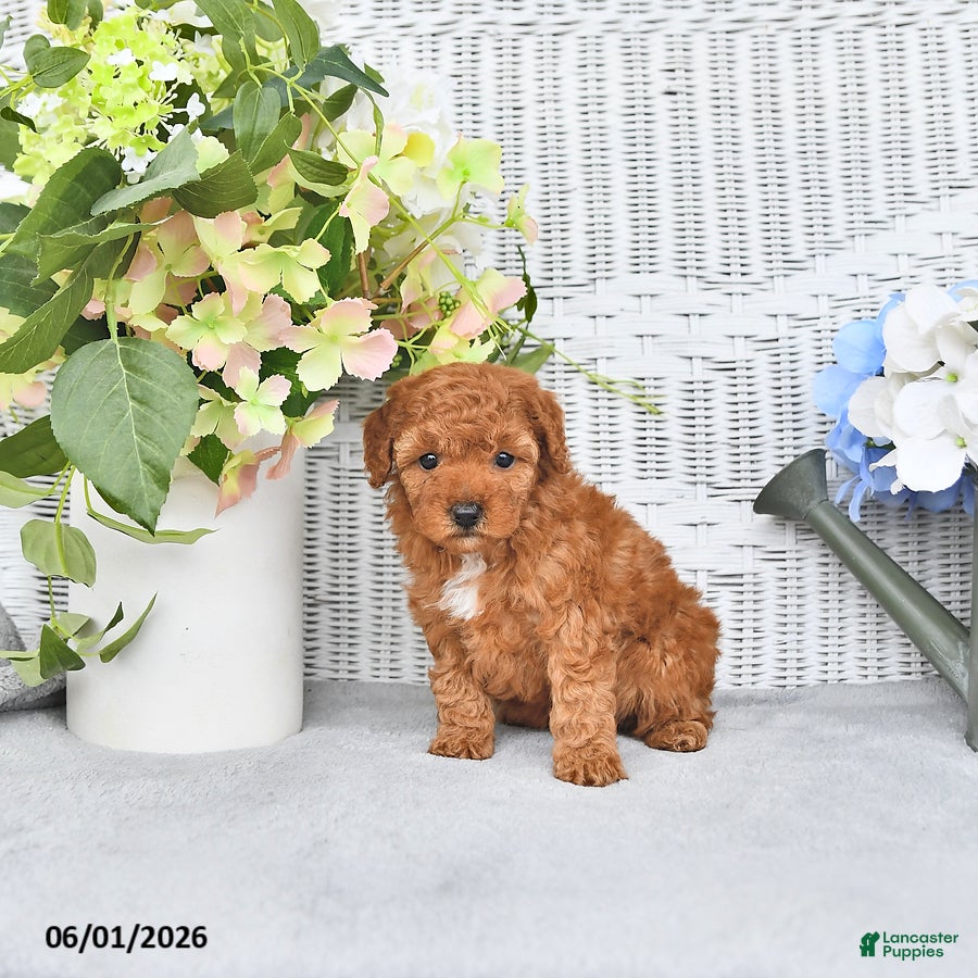 Mini Aussiedoodle dogs for sale: Myla - Ad 4