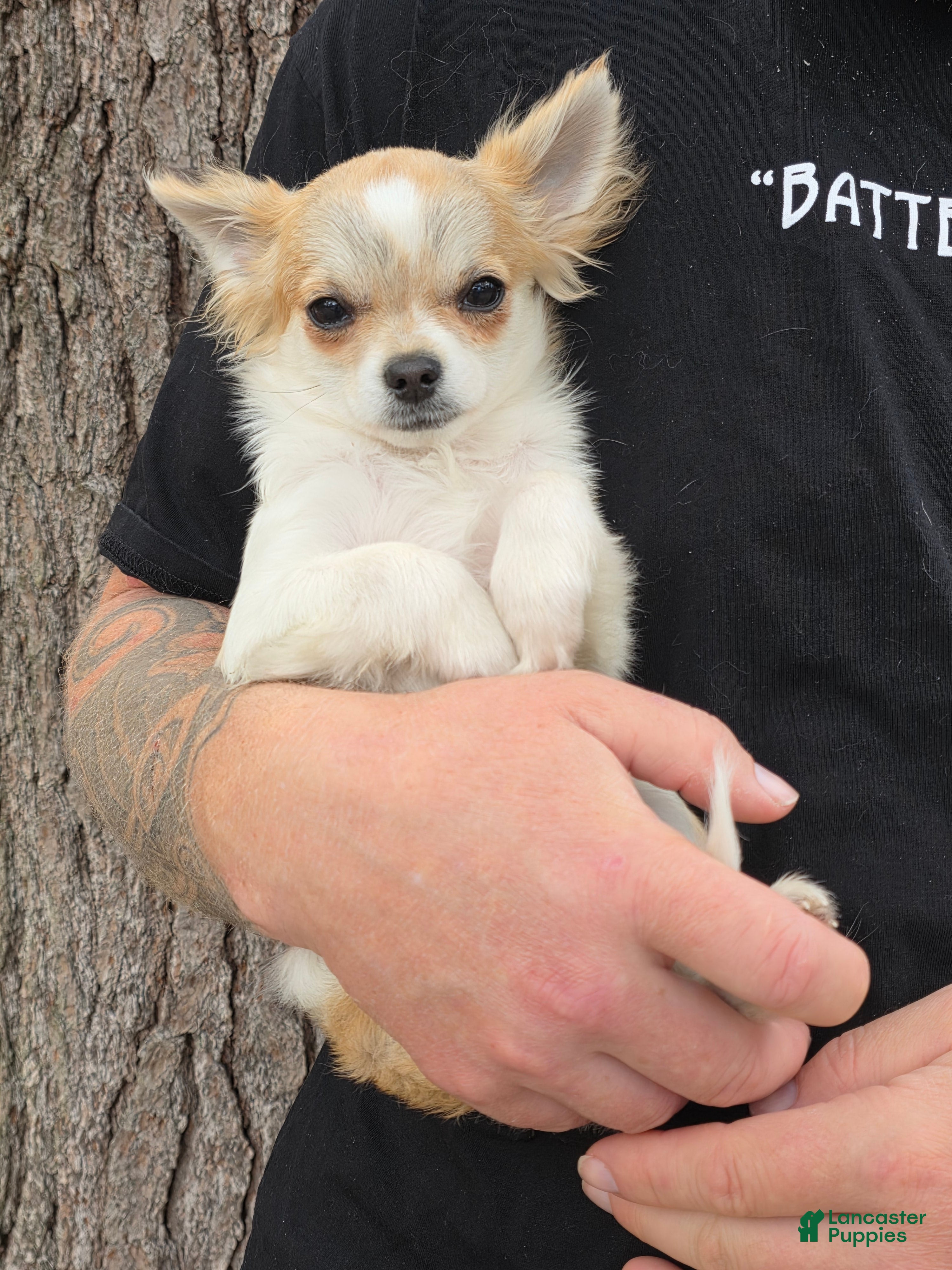 Chihuahua dogs Gizmo - Ad 2