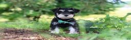 Miniature Schnauzer dogs for sale: Jack - Ad 4