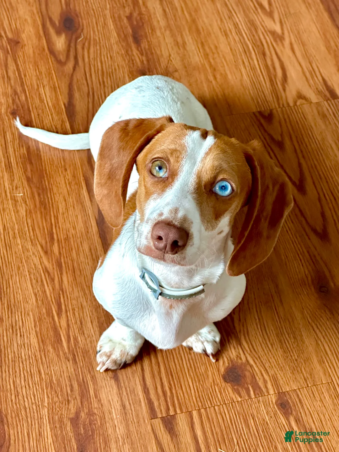 Miniature Dachshund dogs for sale: Copper - Ad 1