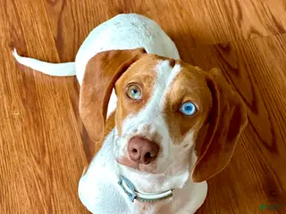 Miniature Dachshund dogs for sale: Copper - Ad 1