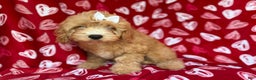 Mini Goldendoodle dogs for sale: Ruby - Ad 6