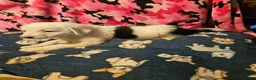 Border Collie dogs for sale: Inman BLUE EYES - Ad 7