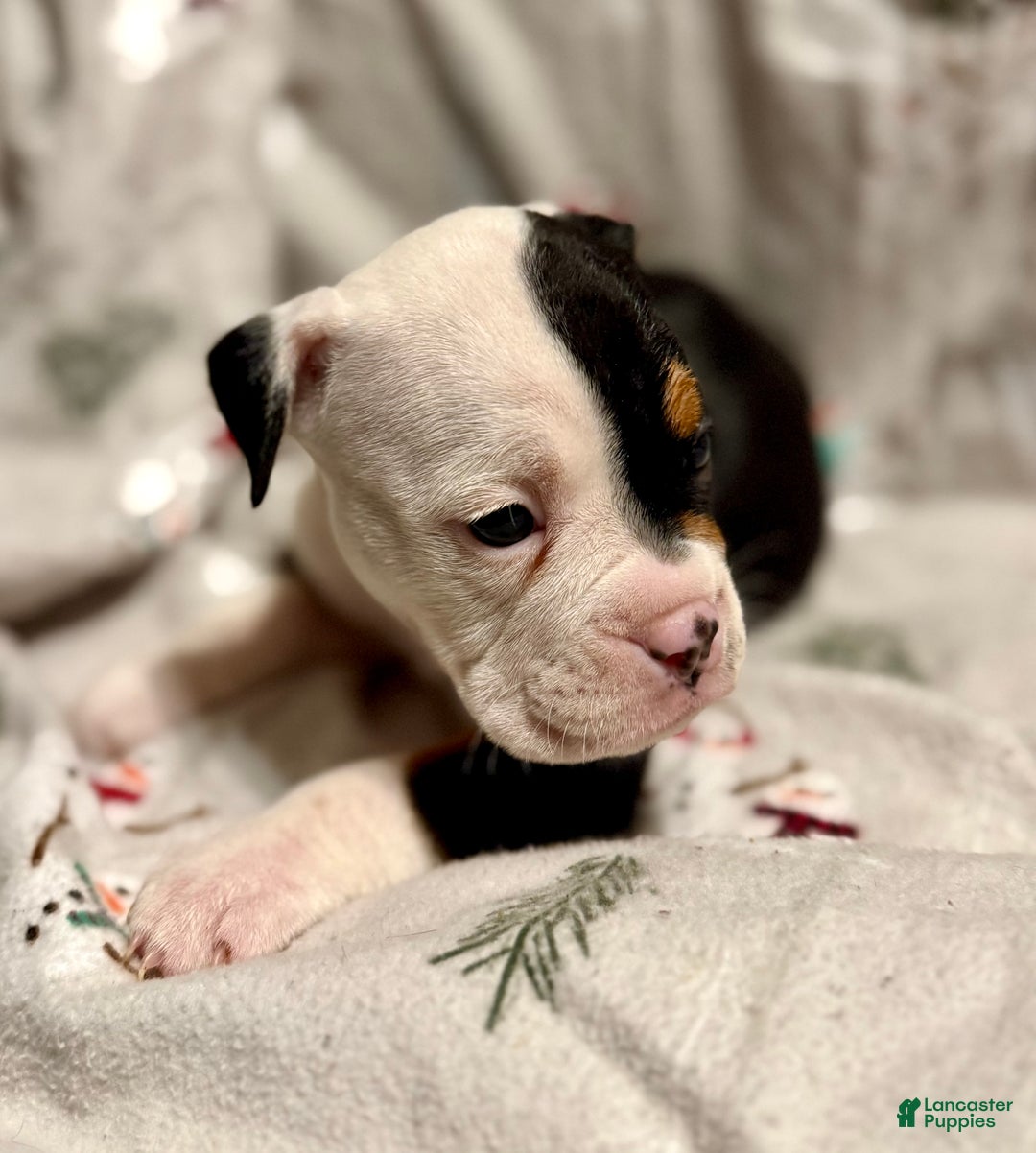 Olde English Bulldogge dogs for sale: Teeter - Ad 5