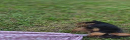 Yorkshire Terrier dogs for sale: Yorkshire Terrier 2 - Ad 6